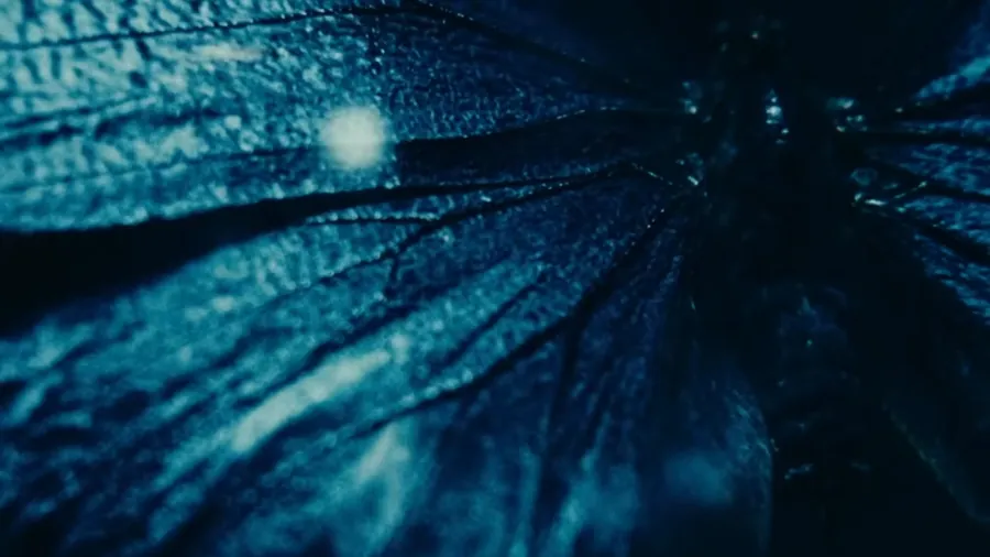 effect butterfly — крыло бабочки крупным планом