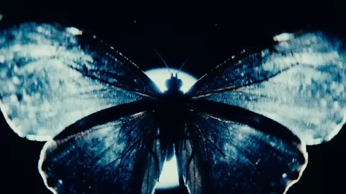 Baby Cute — бабочка из света, кадр из клипа effect butterfly